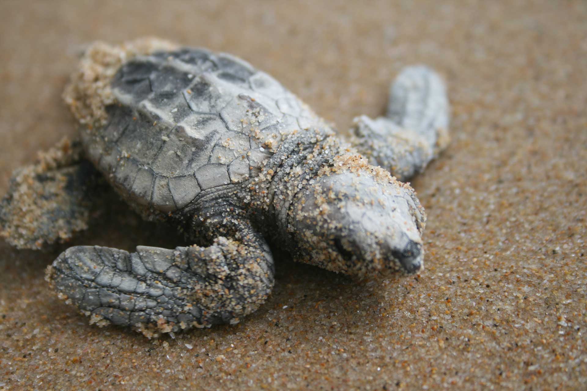 Developing the Mediterranean Trust Fund for Marine Protected Areas